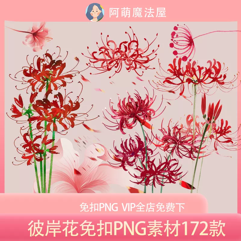 P13轮回红色彼岸花曼珠沙华花卉手绘卡通png免扣ps设计素材