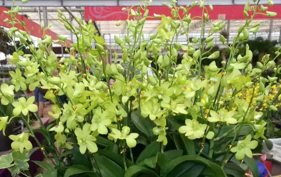 清新绿花秋石斛 青芒果 2 8寸盆带花三盆