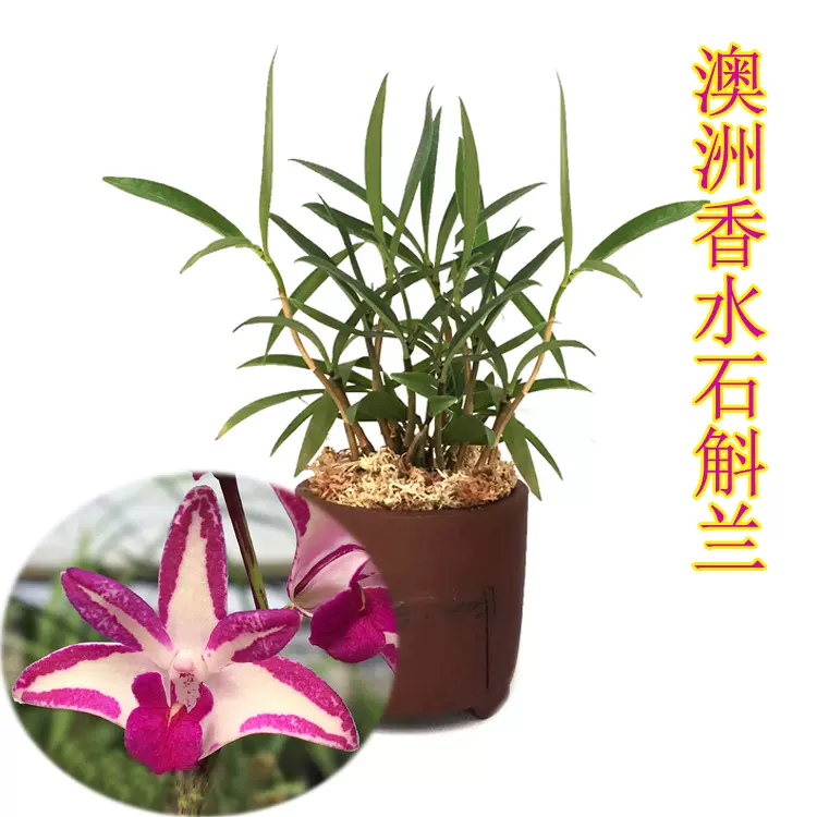 澳洲石斛兰花苗香水石斛室内花卉盆栽冬紫蝶石斛浓香石斛