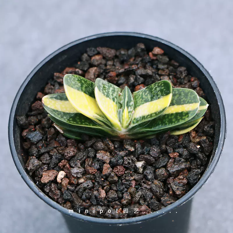 Minipot园艺子宝锦硬叶十二卷萌肉肉芦荟多肉植物组合