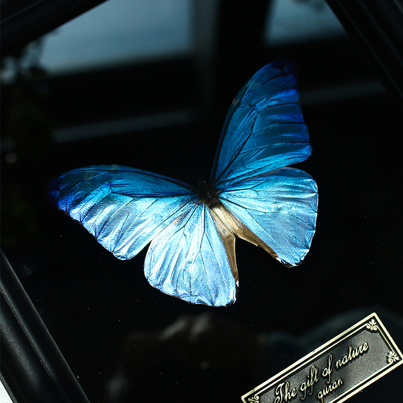 蝶標本　海外　額装 青い蝶標本アート - 額装された昆虫標本