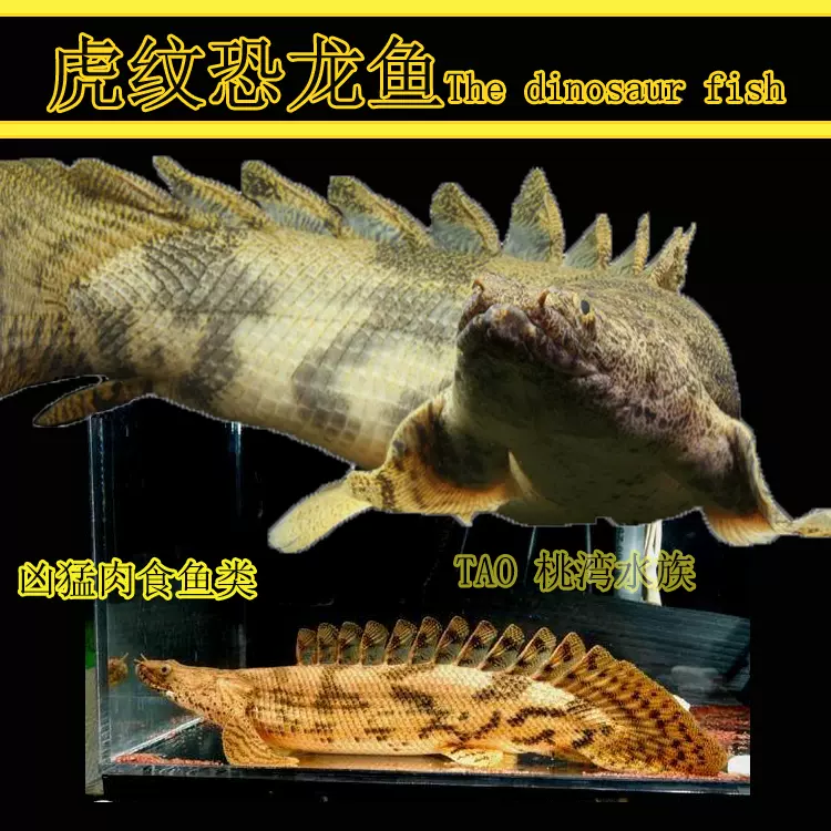 活体鱼观赏鱼大型鱼类肉食鱼类龙鱼搭配虎纹恐龙王