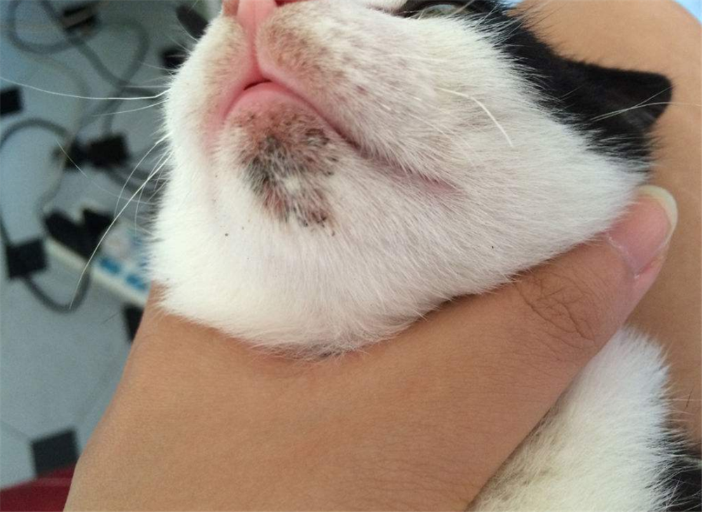 每只猫咪都会得的黑下巴?你了解多少?