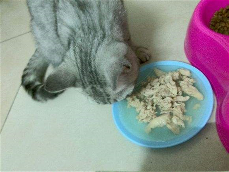 爱打扮(www.idaban.cn)，诱食剂的危害很大，别再给猫咪吃了11