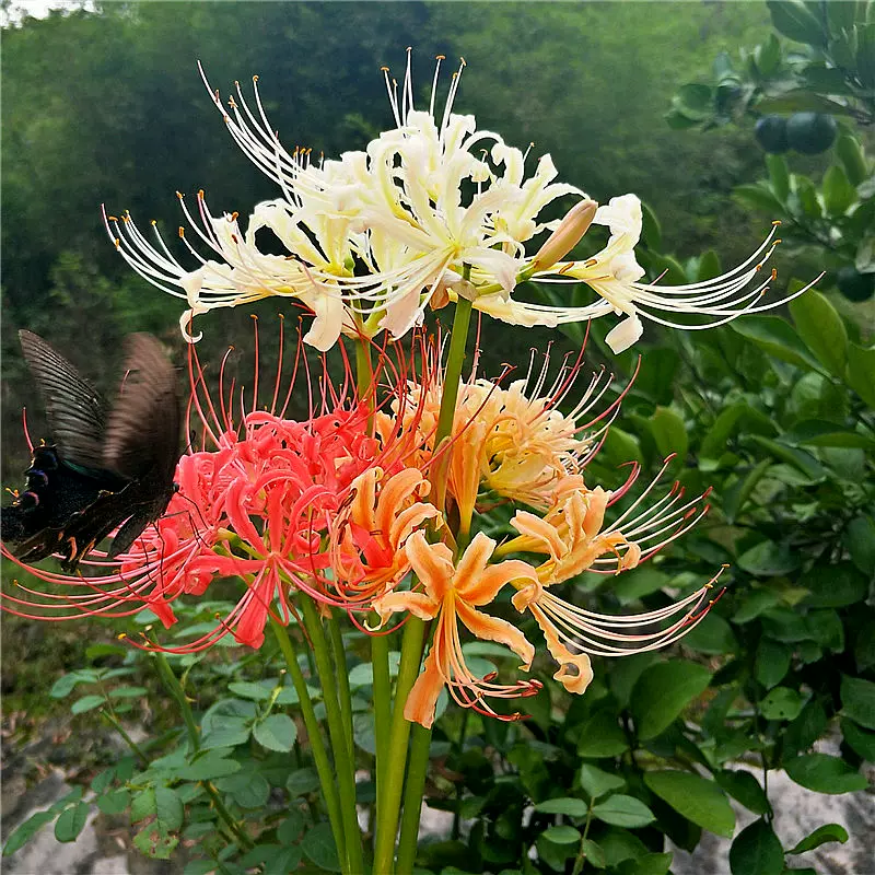 彼岸花 曼珠沙華 球根 ひきつける 1000球 ⑨✳️