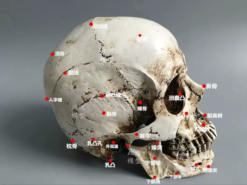 愚人节珍藏版高仿真1：1人类头骨模型医学头骨树脂骷髅头教具-Taobao