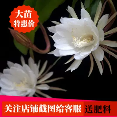 昙花一现昙花苗有根盆栽花卉大苗开花植物月下美人买三送一-Taobao Malaysia