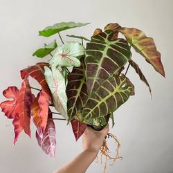Artificial Greenery Autumn Red Colorful Taro Leaves with Roots, Realistic Touch, Background Wall, Window Display, Plant Corner, Forest-Style Decoration Landscape
