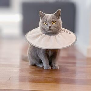 Elizabeth Circle Cat Anti -Licking Licking Nutty Development Polching Pets Soft Circle does not affect eating and sleeping anti -bite
