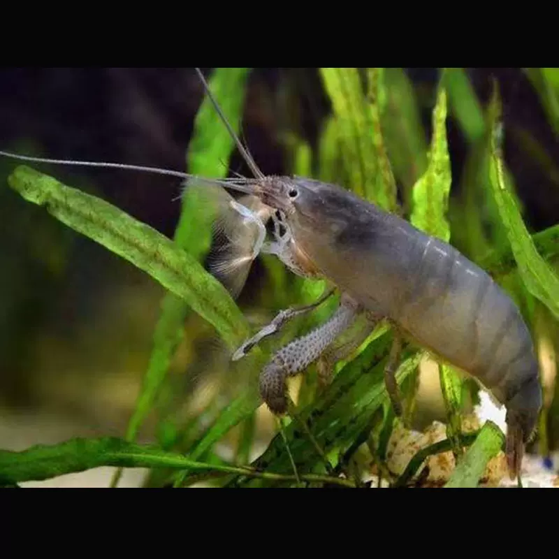 网球虾非洲巨型网球虾活体除藻非洲巨网观赏虾宠物虾木纹网球虾