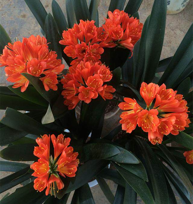 君子兰抹头,2个窍门摸透,1盆开花多头 - 美优享 - 美丽优品分享好站