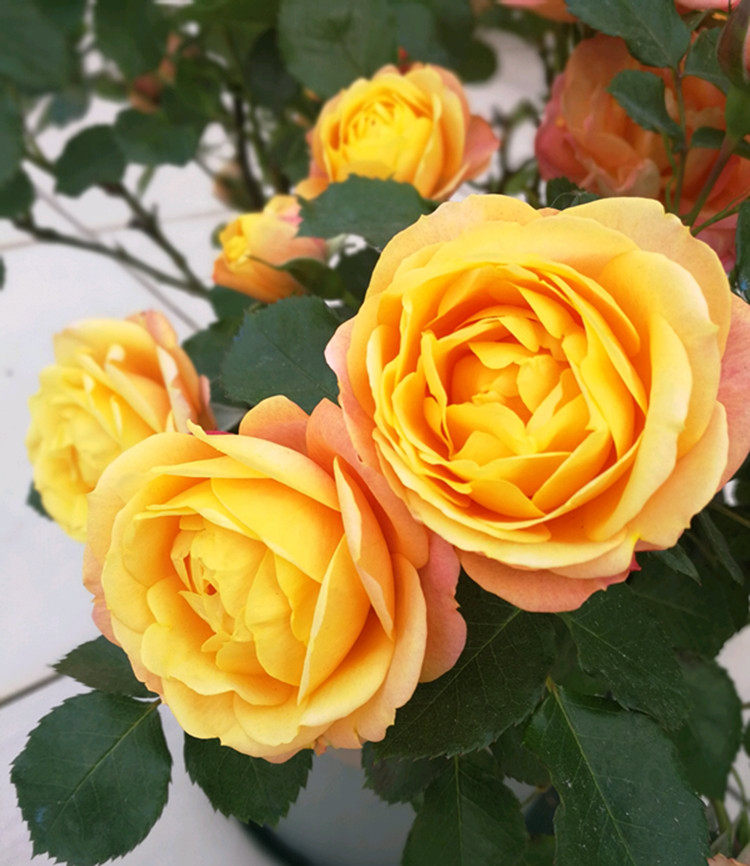 图片来自花友: as提拉米苏5