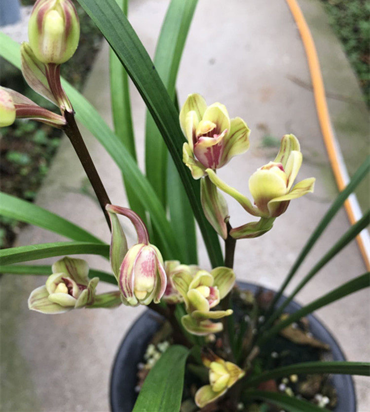 盆栽兰花4个注意开花让人满意