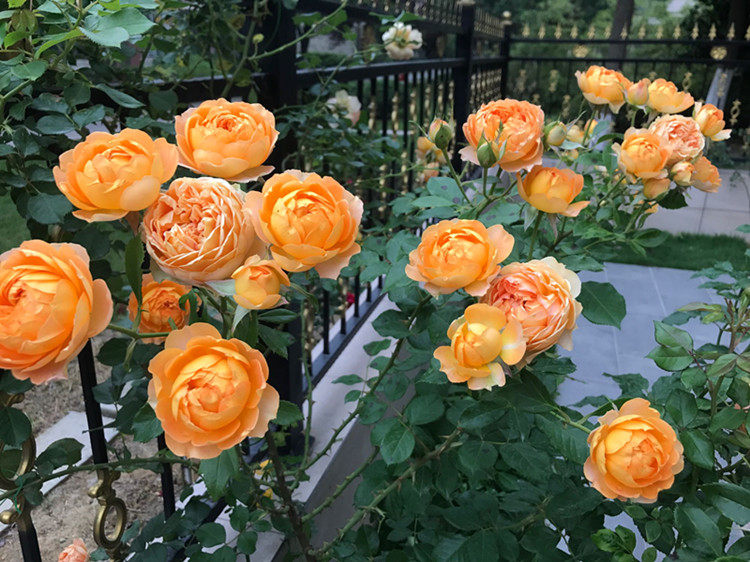 一年四季養月季 不能脫手的 就是這件事 淘寶海外