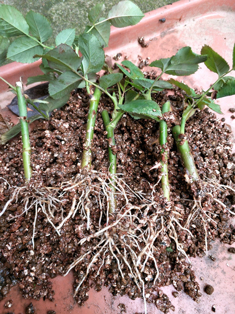 夏天扦插月季蘸点米醋生根快速