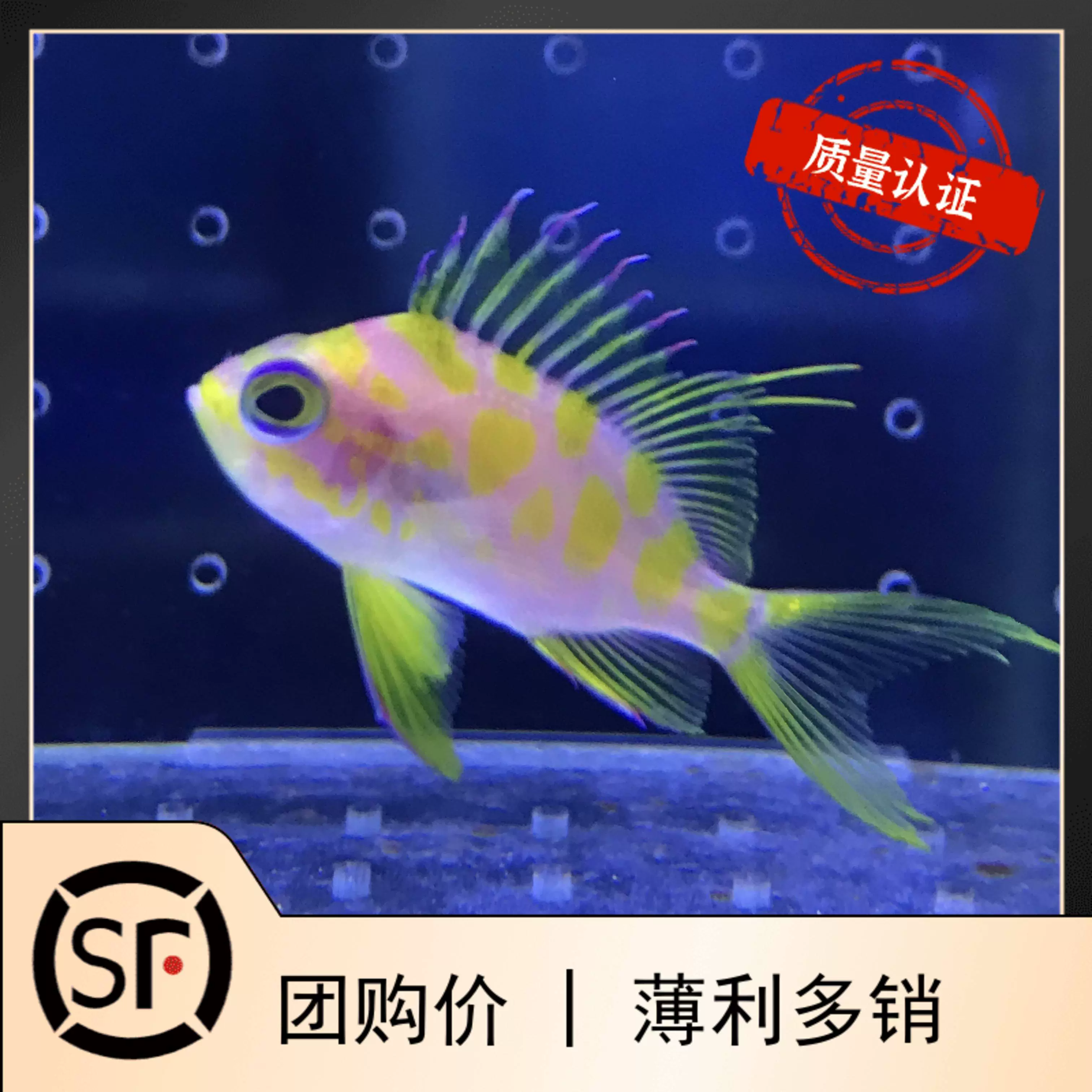 深水日本櫻花寶石發黴魚海水魚觀賞魚小醜魚活體珊瑚海金魚-Taobao