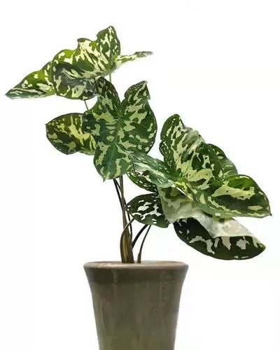 希洛美人海芋alocasia Hilo Beauty彩叶芋泰国热带植物耐热
