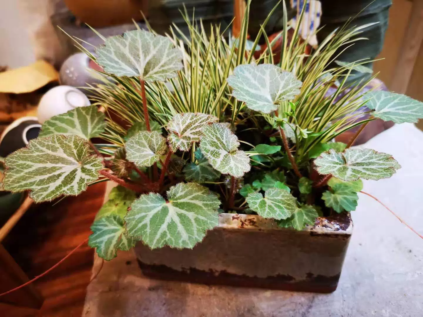 虎耳草姬虎耳草日本山野草极姬雪の下缟蔓穗 虎耳草姬虎耳草日本山野草极姬雪の下缟蔓穗