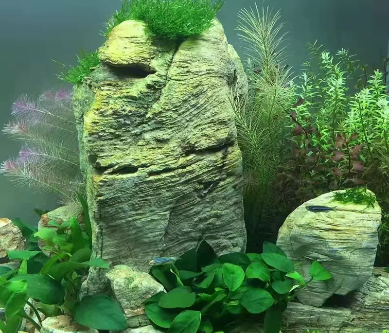 创意莫斯树摆件成品生态鱼缸造景水草真草缸绿色植物活装天然居家