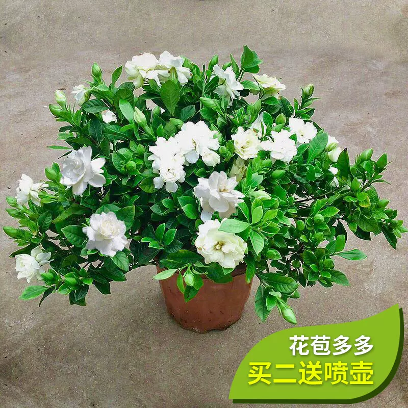 栀子花盆栽带花苞室内花浓香型办公室观花植物绿