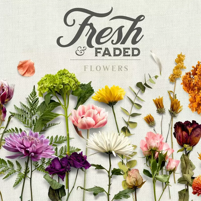 600復古乾燥花鮮花植物png免扣素材電子手賬海報排版拼