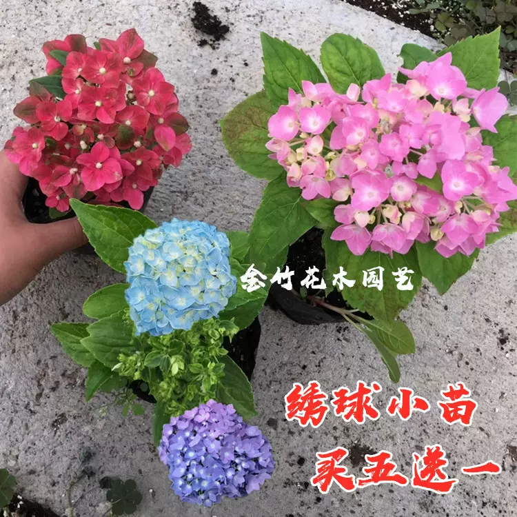 重瓣绣球花无尽夏花苗八仙花紫阳花花卉盆栽花园植物绣球小苗 重瓣绣球花无尽夏花苗八仙花紫阳花花卉盆栽花园植物绣球小苗