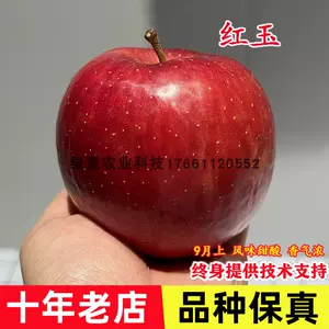 蘋果紅玉- Top 50件蘋果紅玉- 2024年4月更新- Taobao