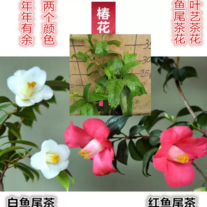 鱼尾椿茶花雪海燕黑狮子金鱼叶艺茶花年年有余叶子