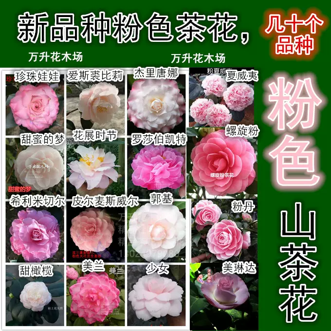滿三棵包郵粉色山茶花美蘭花展時節粉茶花稀有名貴品種