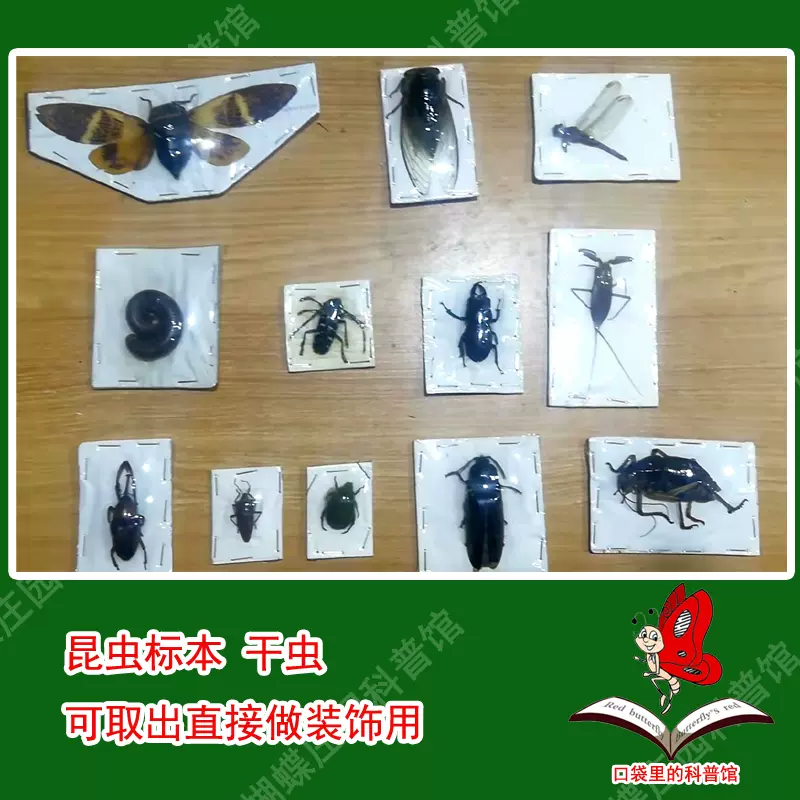 昆蟲標本幹蟲教學用裝飾用蟬鍬甲馬蜂金龜子螞蚱蟋蟀
