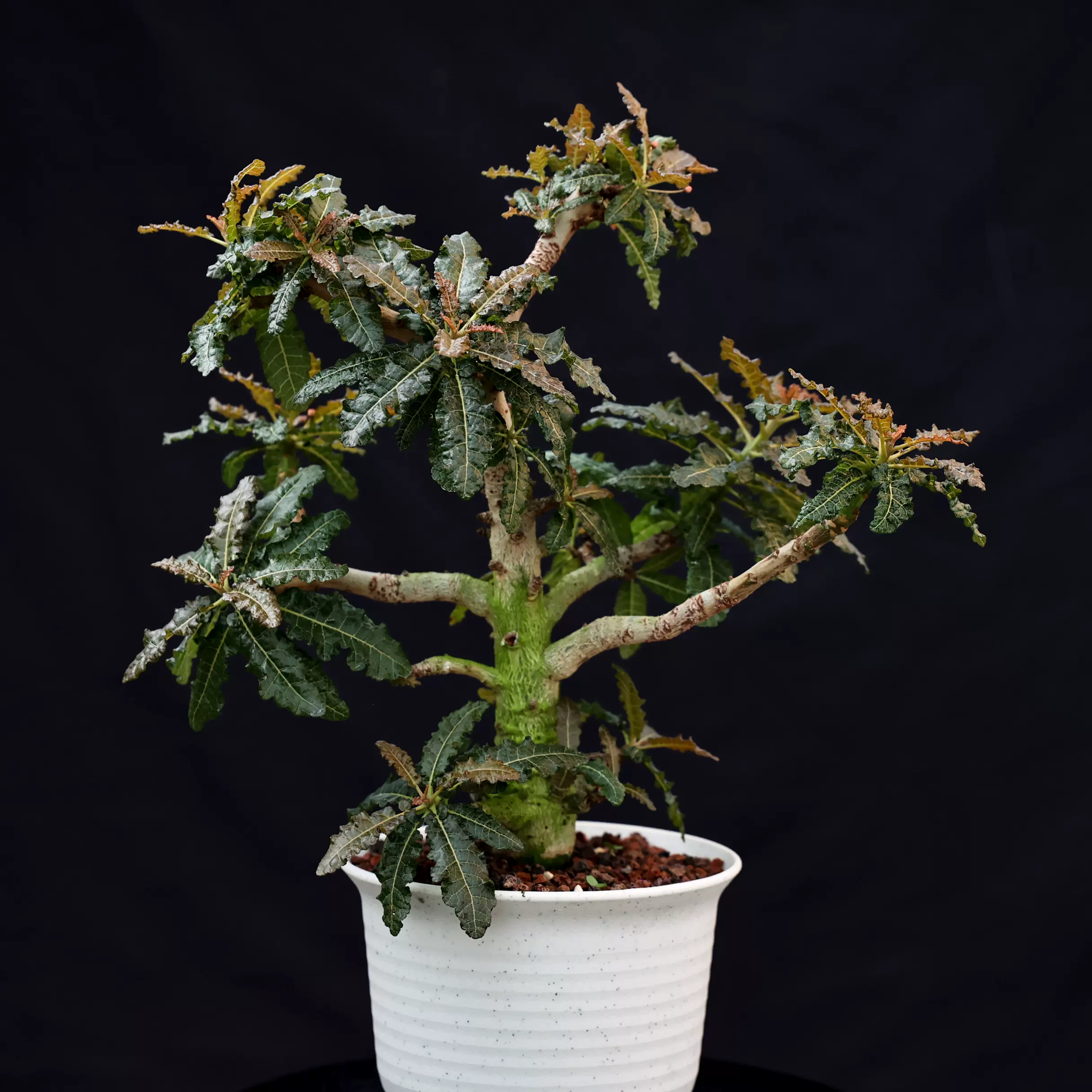 ボスウェリア ナナ 【国内実生】【Lサイズ】 【公式通販】