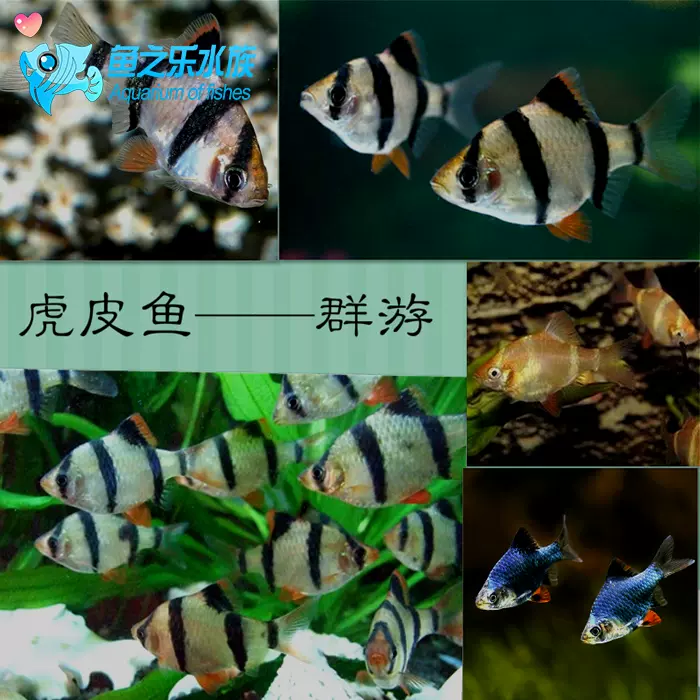 虎皮魚四間魚小型魚淡水魚熱帶魚觀賞魚活體小熱帶魚活體 Taobao