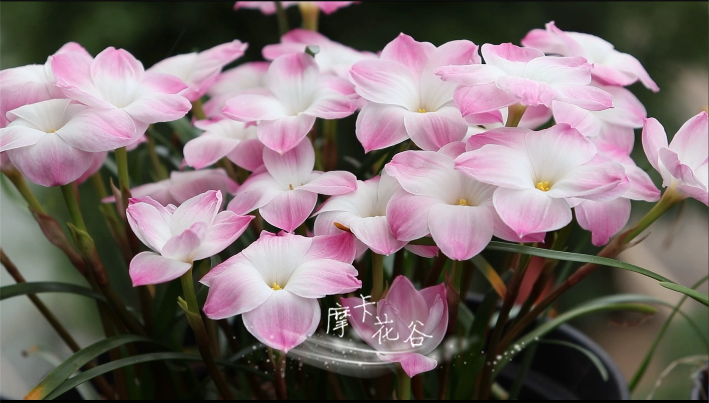 风雨兰Z. sp Labuffarosa Lily Pies胖丽丽开花球【满68包邮】