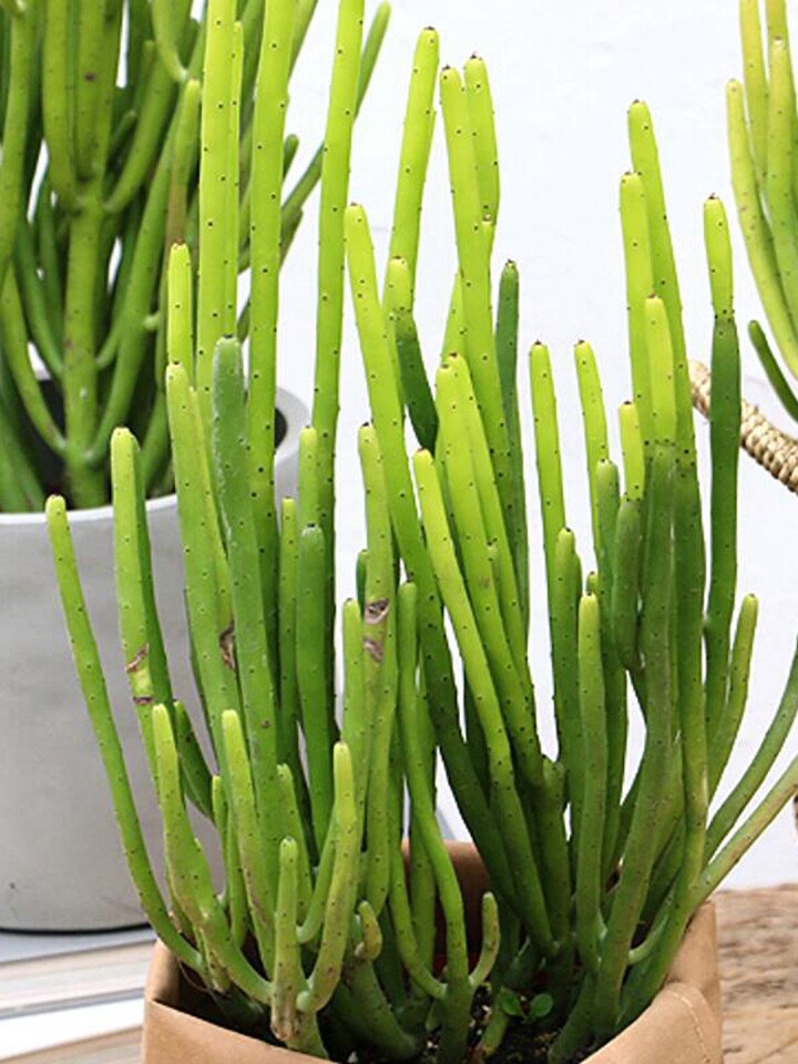 金叶子花卉光棍树多肉净化空气