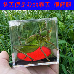 Special constant temperature tank for grasshoppers, chirping insect thermostatic box, heating tank, insulated ecological box, pet tank, grasshopper winter artifact