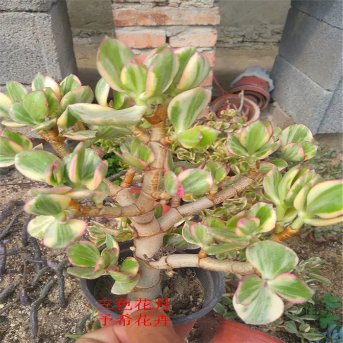 三色花月精控老桩多肉植物新花月锦红边 三色花月精控老桩多肉植物新花月锦红边