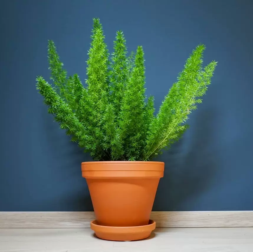 狐尾天门冬盆栽武竹北欧ins风室内喜阴观叶绿植好