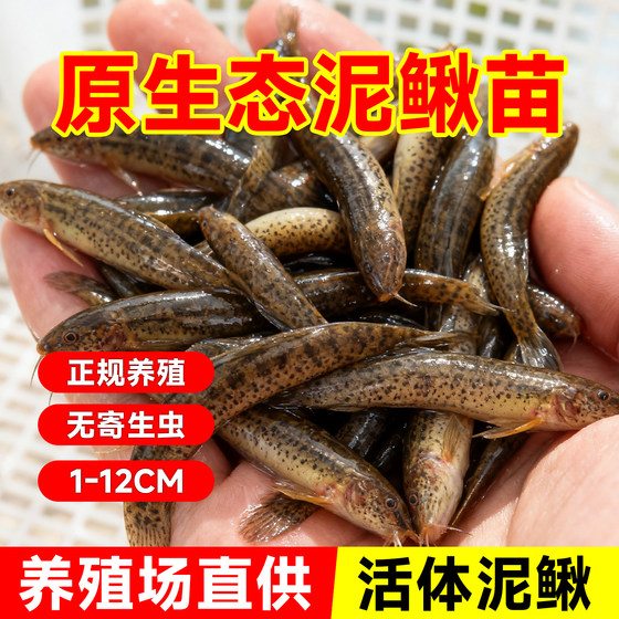 Loose seedlings Freshly fed pets fishing arowana live bait Turtles Feming loach breeding freshwater ornamental fish fishing