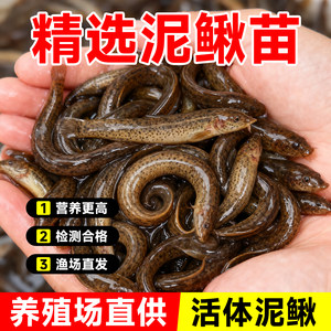 Loose seedlings Freshly fed pets fishing arowana live bait Turtles Feming loach breeding freshwater ornamental fish fishing