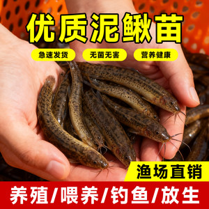 
Fresh loach seedlings for feeding pets, fishing arowana live bait, turtle feed, breeding freshwater ornamental fish live seedlings