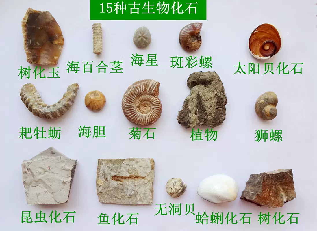 化石15种天然古生物动物昆虫海胆三叶虫菊石螺狼鳍鱼牙齿标本2339-Taobao