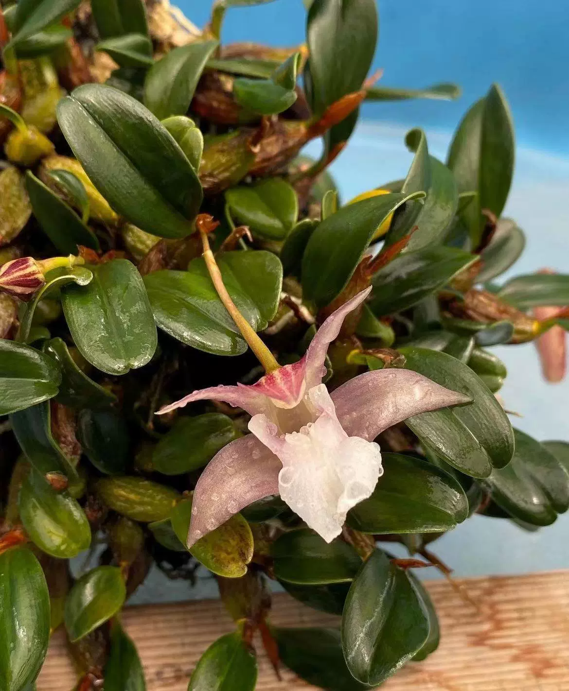 洋蘭原種 (348)　珍種　Porpax elwesii ポーパックス エルウェシー 洋蘭原種 (358) 珍種 Porpax elwesii ポーパックス エルウェシー