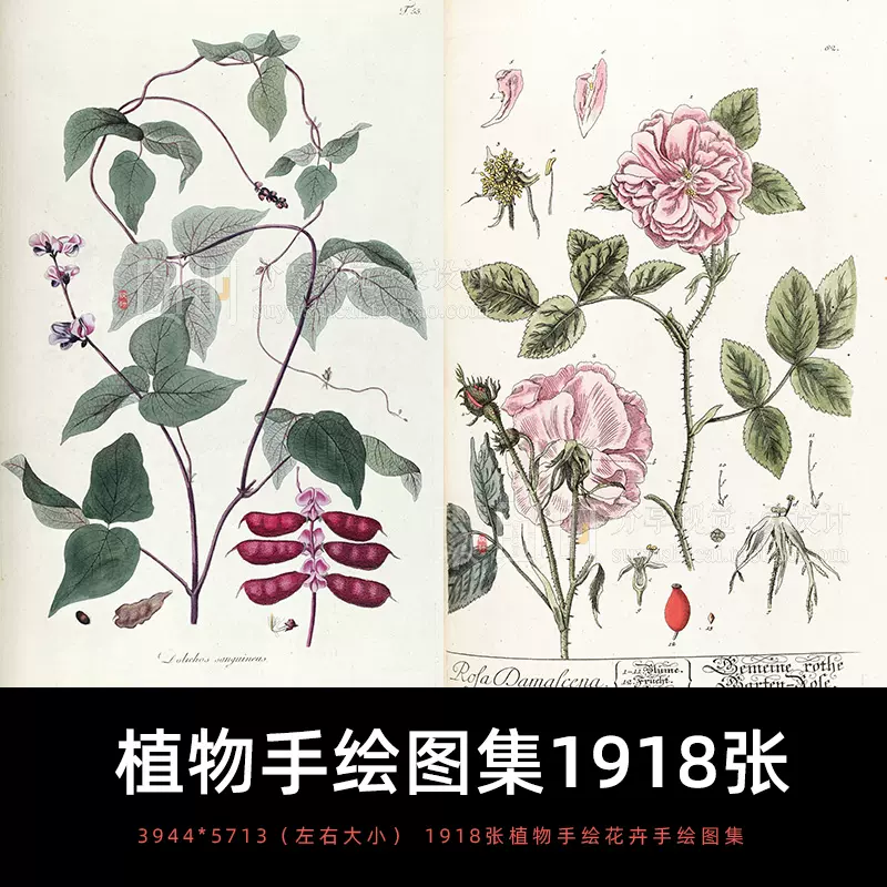 绘画设计植物手绘图集博物馆收藏1918张15gb 复古花卉彩绘素材