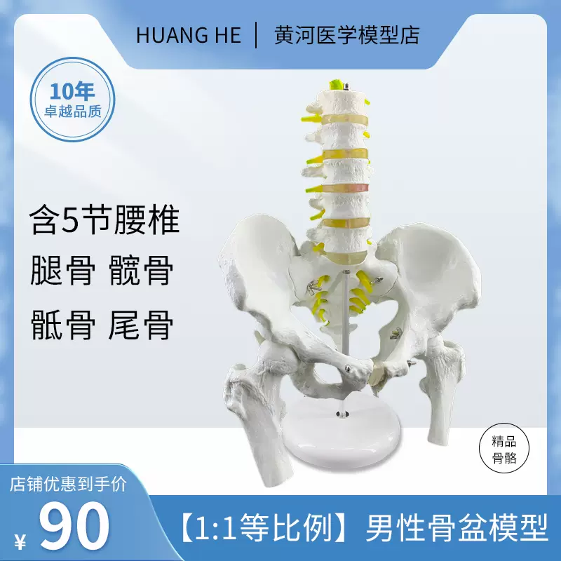 骨盆模型附五節腰椎脊柱模型盆骨模型人體骨骼模型股骨腰椎椎間盤-Taobao