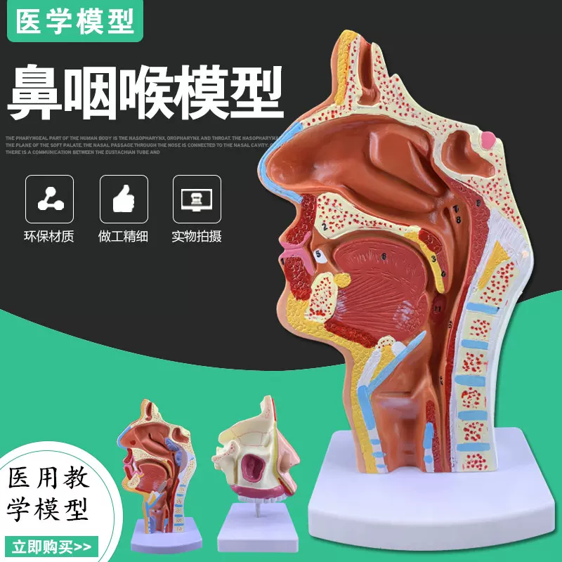 人体鼻腔解剖模型鼻子模型耳鼻喉科模型病变鼻腔鼻咽喉鼻子结构-Taobao