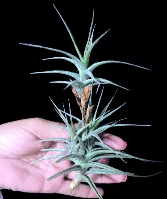 展示热带tillandsia Latifolia Cv Tom Thumb 小型花梗芽毒药