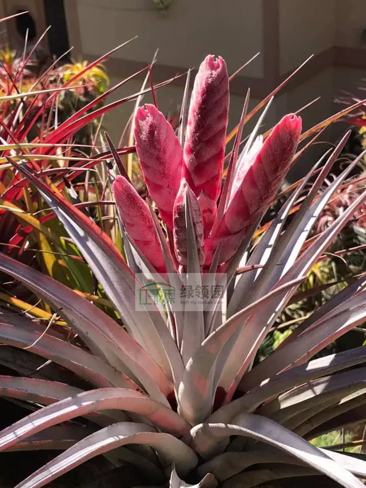 チランジア スーパースティーブ(Tillandsia チランジア スーパースティーブ(Tillandsia