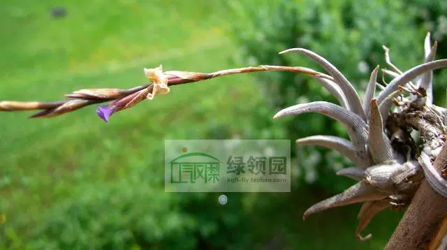 展示 空氣鳳梨 Tillandsia peiranoi 小海螺 - Taobao