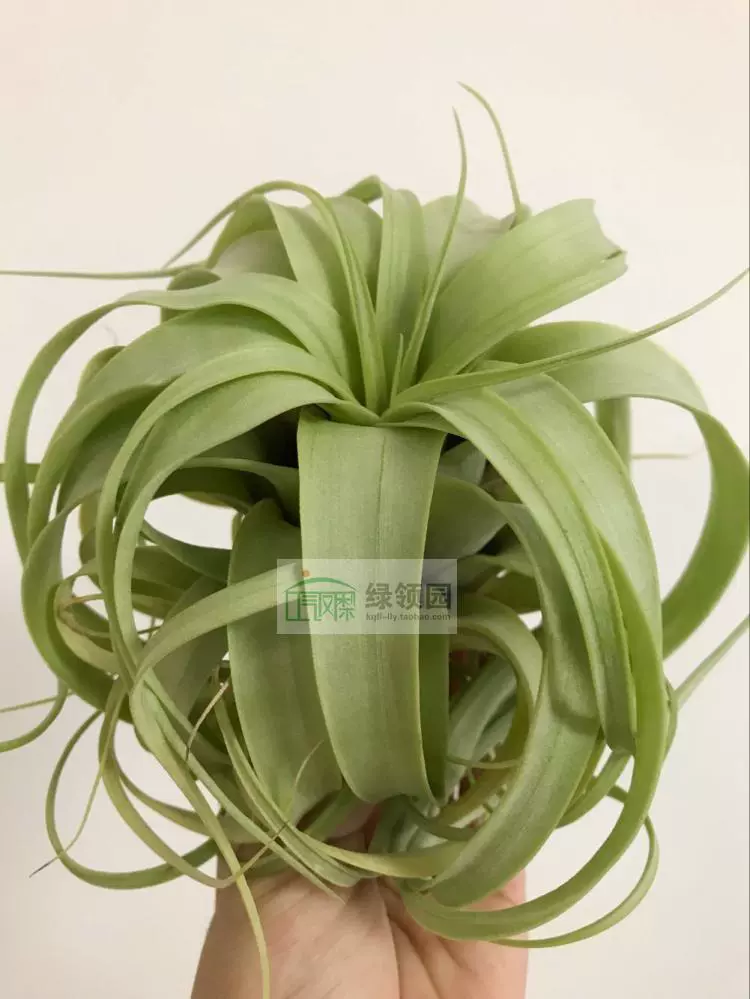 空气凤梨【展示】Tillandsia Upper Class 柔婷×霸王- Taobao