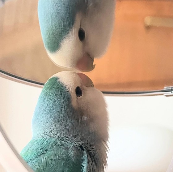 
Hand-raised yellow peach, green peach, violet, peony, parrot, baby bird, pet feeding, baby bird, live relative